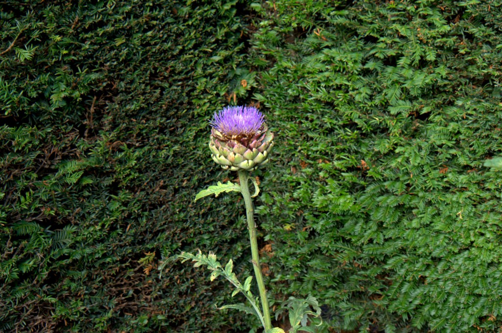 Dunbar's Close Garden