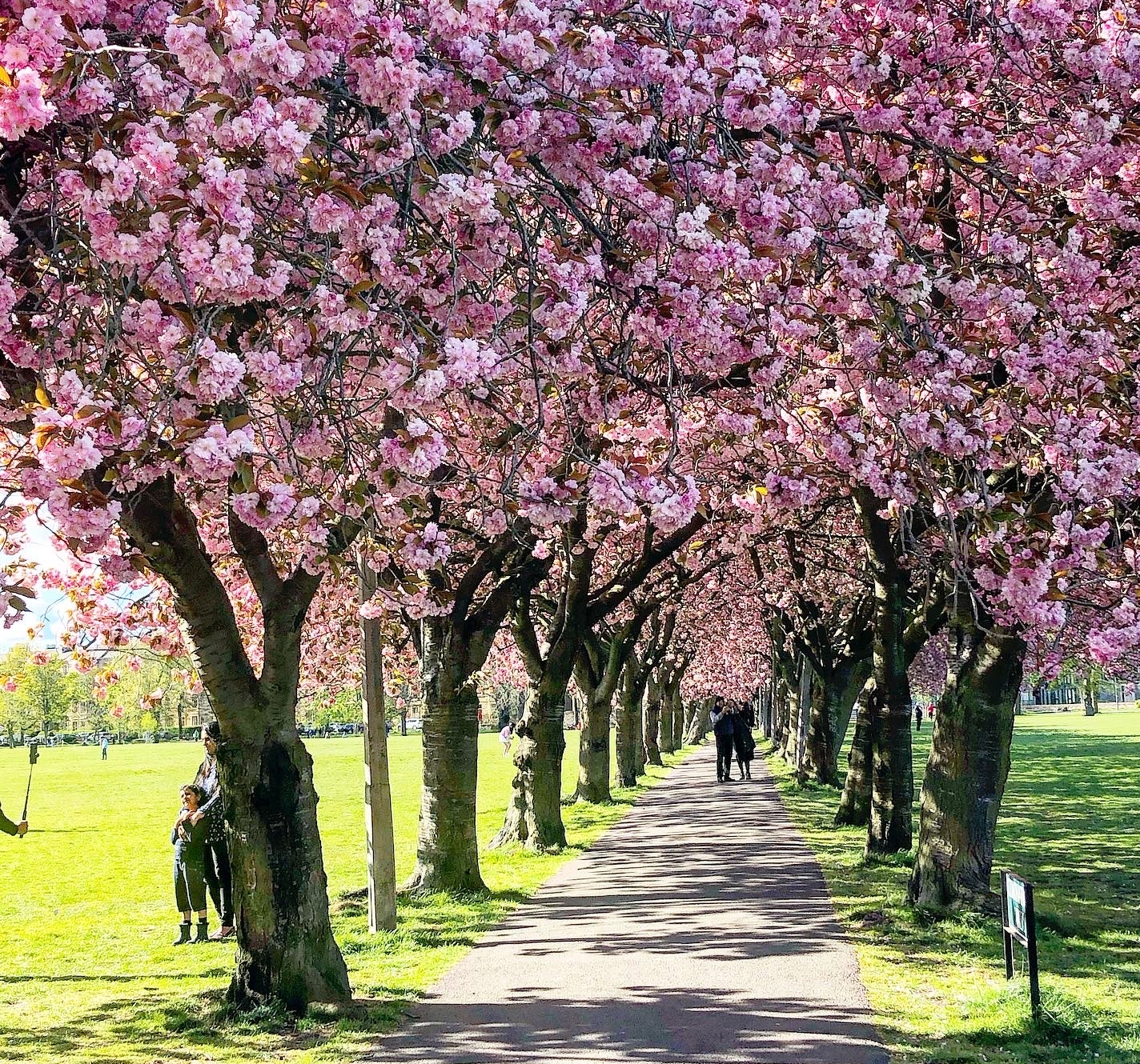 edinburgh cherry blossoms