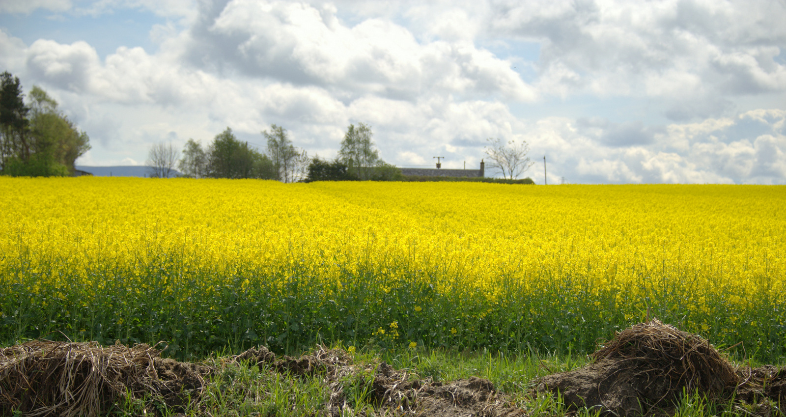 Rapeseed Oil