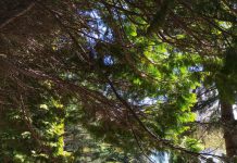 Dr Neil’s Garden – Edinburgh’s Other Secret Garden